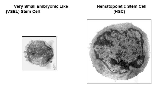 Very Small Embryonic Like Stem Cells, VSELSC (фото с сайта jpp.krakow.pl)