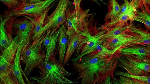 Как работают стволовые клетки, что такое паракринные